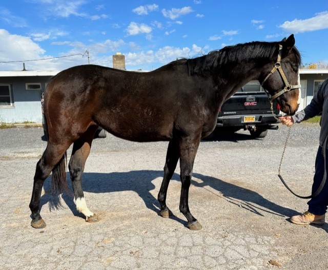 2020 Frost Giant Magic Queen colt right1