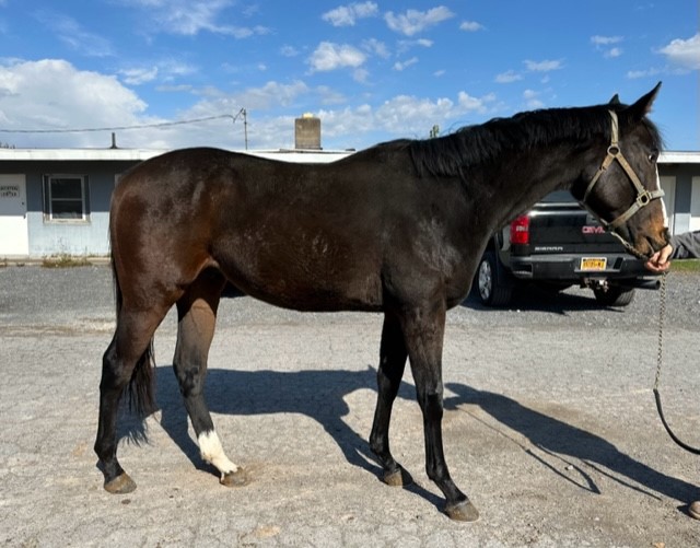 2020 Frost Giant Magic Queen colt right2